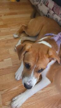 Sandy -  Pit Bull Terrier and Mastiff Dog for Adoption - Sandy | PetCurious