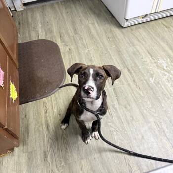Cutie -  Mixed Breed Dog for Adoption in Summerville, South Carolina - Cutie | PetCurious