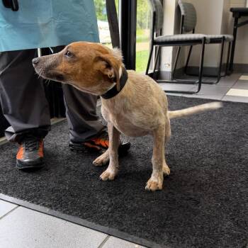 Cece -  Mixed Breed Dog for Adoption in Walker, Michigan - Cece | PetCurious