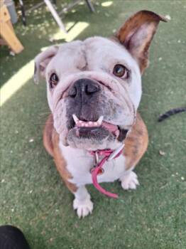 English Bulldog Dogs Available for Adoption in Woodland, California - JEWEL | PetCurious