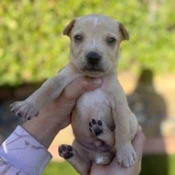 Leo -  Terrier and Mixed Breed Dog for Adoption in San Diego, California - Leo | PetCurious