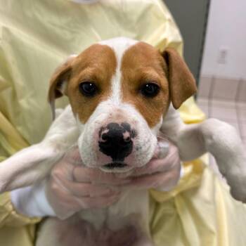 Mixed Breed Dogs Available for Adoption - Vermilion | PetCurious