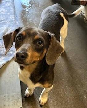 Slinky -  Mixed Breed Dog Available for Adoption in Morristown, New Jersey - Slinky | PetCurious