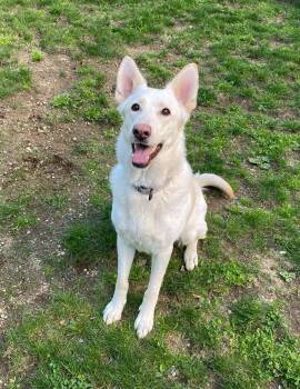 Rescue White German Shepherd Dogs for Adoption in Londonderry, New Hampshire - Coco | PetCurious