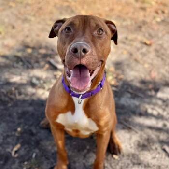 Rescue Pit Bull Terrier Dogs for Adoption in Aurora, Colorado - CLIFFORD | PetCurious