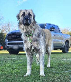 Rescue Leonberger Dogs for Adoption in Colleyville, Texas - Bear | PetCurious