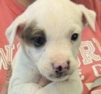 Kona -  Terrier Dog for Adoption in Copiague, New York - Kona | PetCurious