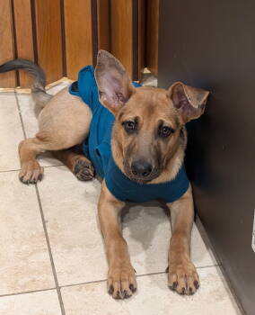 Rescue German Shepherd Dog Dogs for Adoption in Denver, Colorado - Dakota #4 | PetCurious