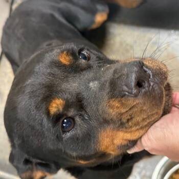 Donna -  Rottweiler Dog for Adoption in Normal, Illinois - Donna | PetCurious