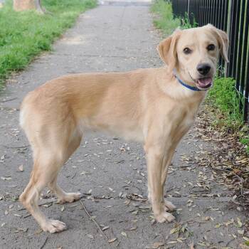 Labrador Retriever and Mixed Breed Dogs Available for Adoption - LULU | PetCurious