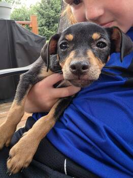 Churro -  Chihuahua Dog for Adoption in Salamanca, New York - Churro | PetCurious