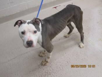 (826) -  Pit Bull Terrier Dog for Adoption in Marietta, Georgia - (826) | PetCurious