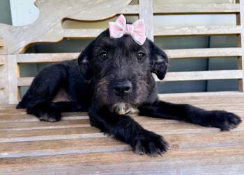 Black Labrador Retriever and Schnauzer Dogs Available for Adoption in Foley, Alabama - Kendall | PetCurious