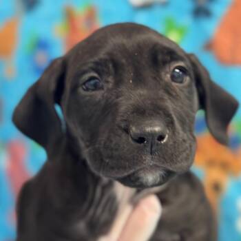 Pit Bull Terrier Dogs Available for Adoption - Remington | PetCurious