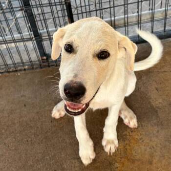 Toto -  Great Pyrenees Dog for Adoption in Lake Jackson, Texas - Toto | PetCurious