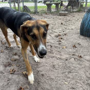 Kallie 29916 -  Mixed Breed Dog for Adoption in Middleburg, Florida - Kallie 29916 | PetCurious