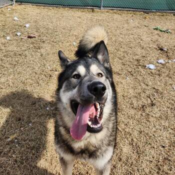 Waylon -  Husky Dog for Adoption in Harrisonburg, Virginia - Waylon | PetCurious