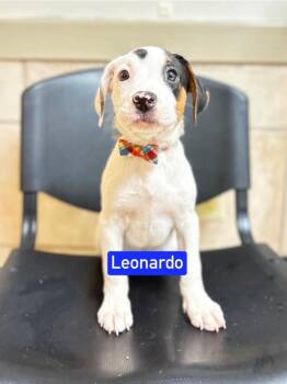 ML Leonardo aka Jasper -  Hound and Mixed Breed Dog for Adoption in Warrenton, Missouri - ML Leonardo Aka Jasper | PetCurious