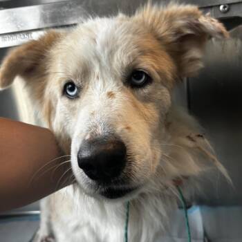 Mixed Breed Dogs Available for Adoption - Cooper | PetCurious