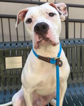 Vito -  American Bulldog and Dogo Argentino Dog for Adoption in Hoffman Estates, Illinois - Vito | PetCurious