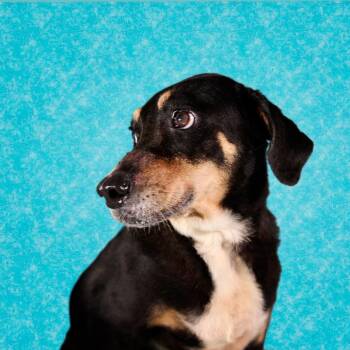 Mixed Breed Dogs Available for Adoption in Guaynabo, Guaynabo - Babilon | PetCurious