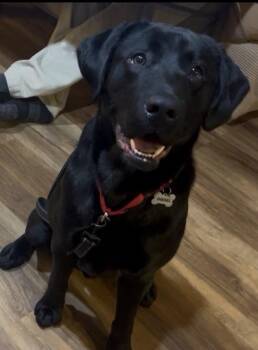 Diesel -  Labrador Retriever Dog for Adoption in Plymouth, Michigan - Diesel | PetCurious
