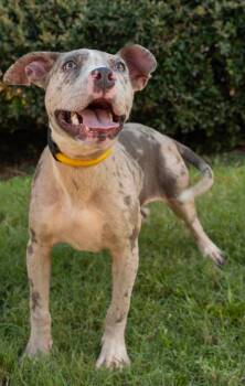 Oreo -  Pit Bull Terrier and Australian Cattle Dog Blue Heeler Dog for Adoption in Semmes, Alabama - Oreo | PetCurious