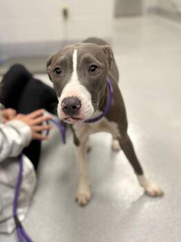 Lindy -  Pit Bull Terrier and Mixed Breed Dog for Adoption in Chillicothe, Ohio - Lindy | PetCurious