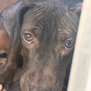 Lil mama -  Terrier Dog for Adoption in Greensboro, North Carolina - Lil Mama | PetCurious
