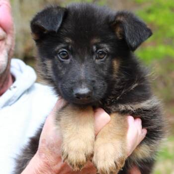 Shepherd and Mixed Breed Dogs Available for Adoption in Stormville, New York - CT Redwood Avail May 16 | PetCurious