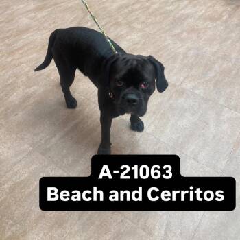Silver -  Beagle and Pug Dog for Adoption in Westminster, California - Silver | PetCurious