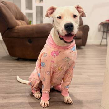 Boni -  Dogo Argentino and Labrador Retriever Dog for Adoption in Martinez, California - Boni | PetCurious