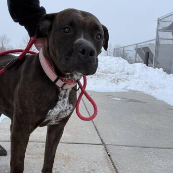 Pit Bull Terrier Dogs Available for Adoption - Lena | PetCurious
