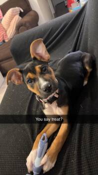 Izzy -  Shepherd Dog for Adoption in Theodore, Alabama - Izzy | PetCurious