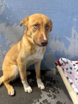 German Shepherd Dog Dogs Available for Adoption in Brookings, Oregon - Hazelnut | PetCurious