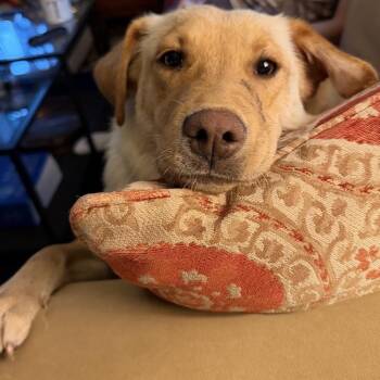 Heidi -  Mixed Breed Dog for Adoption in Buffalo, Minnesota - Heidi | PetCurious