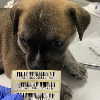 John Noland -  Mixed Breed Dog for Adoption in Charleston, West Virginia - John Noland | PetCurious