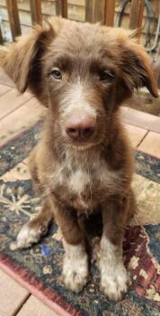 Mork -  Border Collie and Great Pyrenees Dog for Adoption in Rancho Cucamonga, California - Mork | PetCurious
