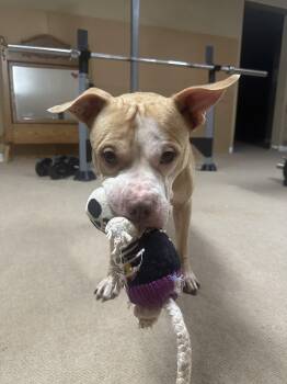 Rescue Pit Bull Terrier Dogs for Adoption in Roswell, Georgia - Cecil | PetCurious