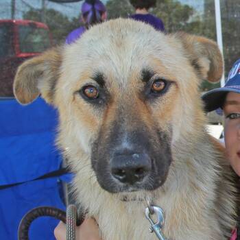Charlie -  German Shepherd Dog Dog for Adoption in Natchitoches, Louisiana - Charlie | PetCurious