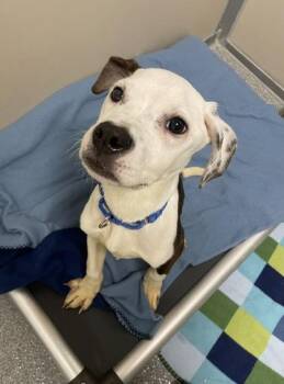 Sir Henry -  Pit Bull Terrier and Mixed Breed Dog for Adoption in Bellevue, Washington - Sir Henry | PetCurious