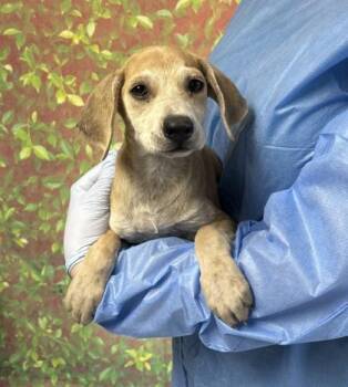 Blue -  Labrador Retriever and Mixed Breed Dog for Adoption in San Antonio, Texas - Blue | PetCurious