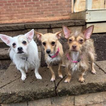 Mandy 22512 -  Chihuahua and Mixed Breed Dog Available for Adoption in Cumming, Georgia - Mandy 22512 | PetCurious