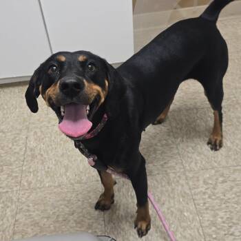 Bella -  Hound and Mixed Breed Dog for Adoption in Milan, Illinois - Bella | PetCurious