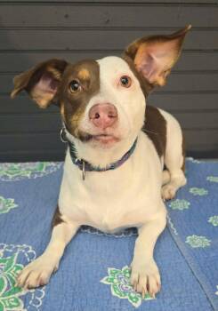 Lyra (foster needed) -  Beagle and Terrier Dog for Adoption in New York, New York - Lyra (foster Needed) | PetCurious