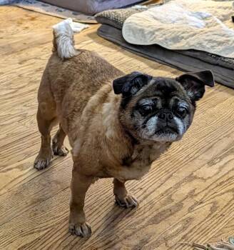Mary -  Pug Dog for Adoption in Benton, Kansas - Mary | PetCurious