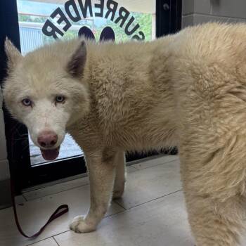 Gallo -  Husky Dog for Adoption in Lufkin, Texas - Gallo | PetCurious