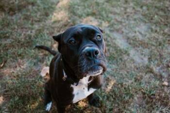 Izzy -  Cane Corso Dog for Adoption in Belleville, Michigan - Izzy | PetCurious