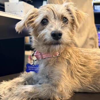 Sora -  Terrier Dog for Adoption in Columbia, Maryland - Sora | PetCurious