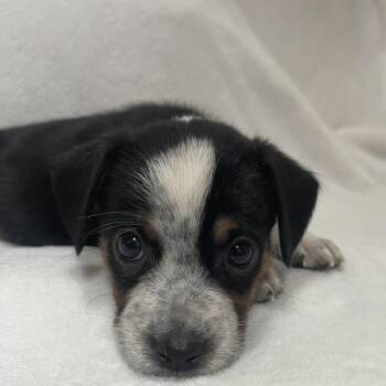 Lyra -  German Shepherd Dog and Labrador Retriever Dog for Adoption in Poinciana, Florida - Lyra | PetCurious